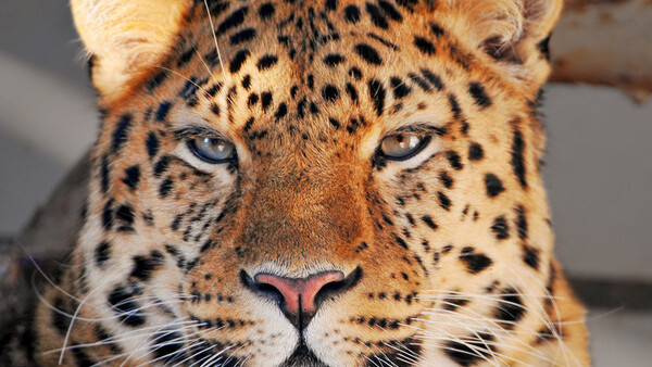 Apple Finally Patches Critical Security Hole in OS X Leopard