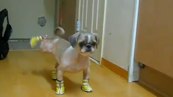 Dog trying to walk in shoes made me cry with laughter.