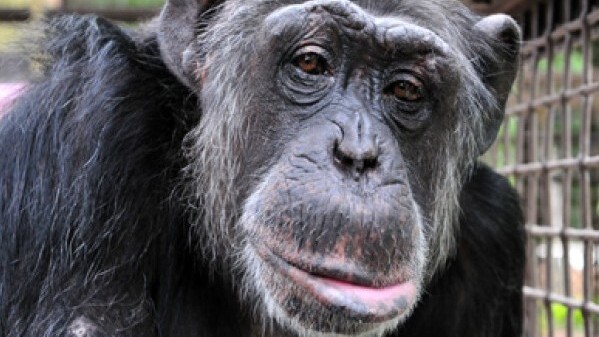 Pocket Zoo for iPhone. An app anyone will go ape for