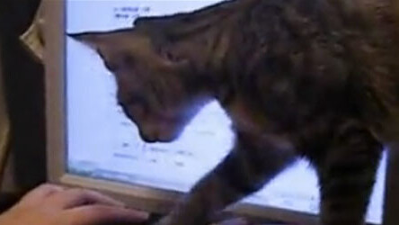 Cats & Computers: A Weird Mix