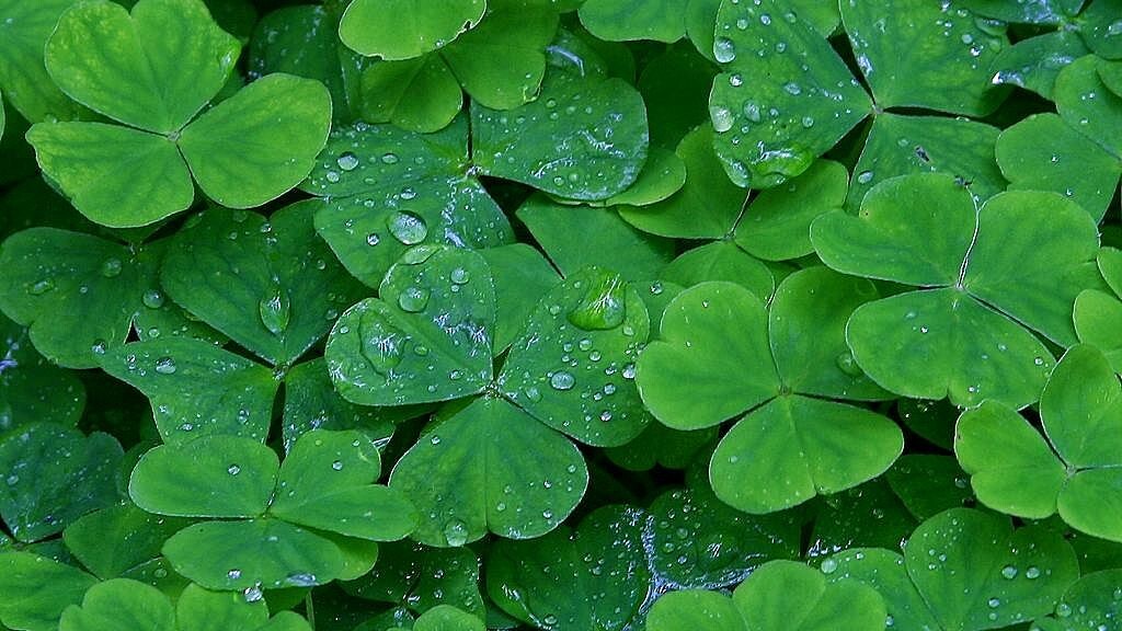 10 free iPhone apps for a Happy St. Patrick’s Day