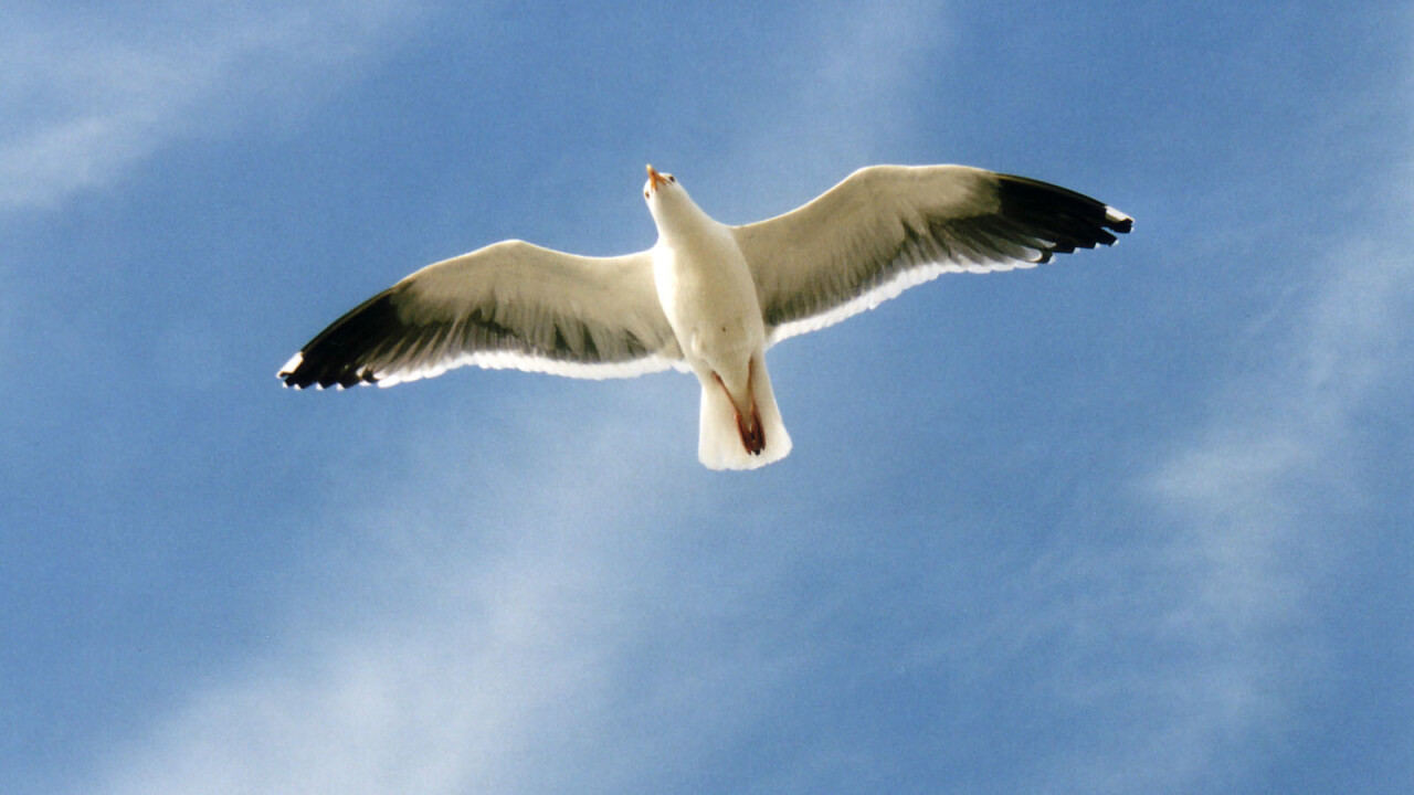 Robotic Seagulls Take Flight