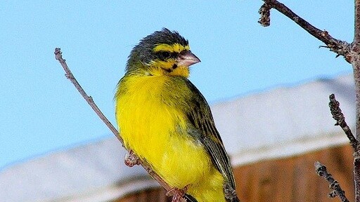 Very clever: Keep your email safe by leaving a Canary in your inbox