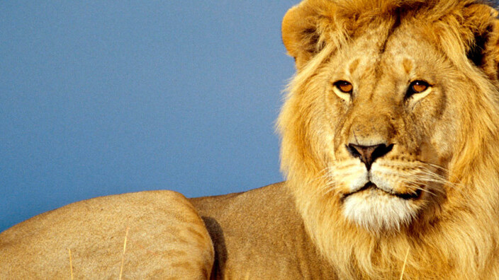 It’s here! Mac OS X Lion now available for download