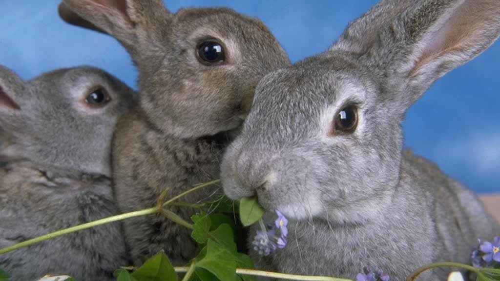 TaskRabbit goes mobile! And it’s in NYC, which is awesome.