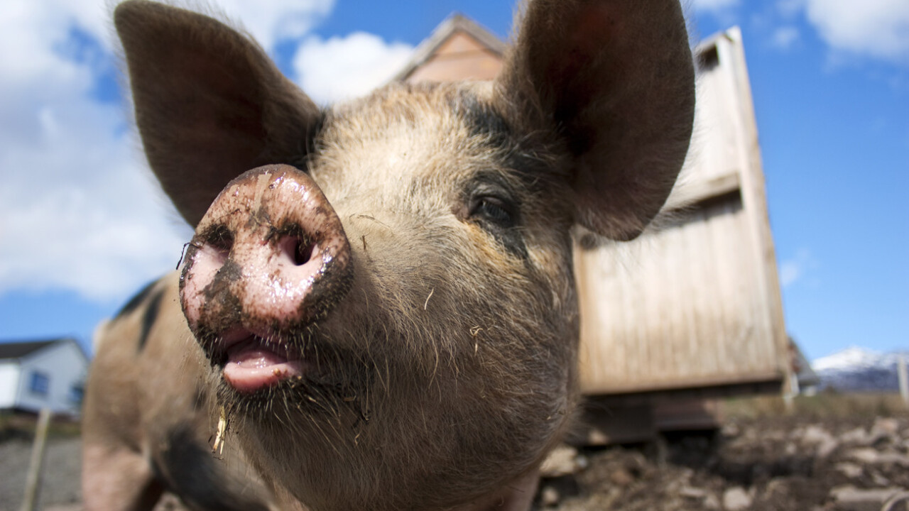 Google’s new energy investment is all about pigs