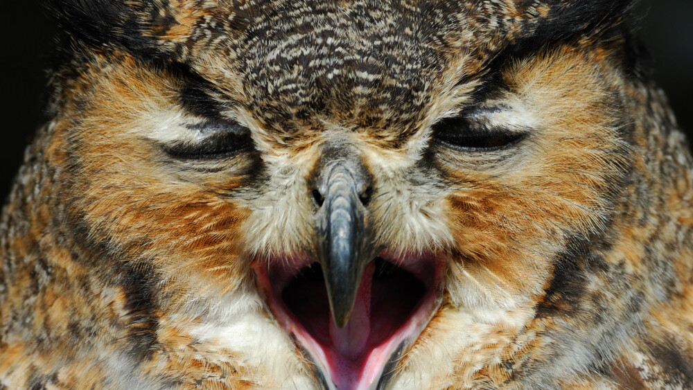Tumblr Tuesday: Hungover Owls are the new Angry Birds