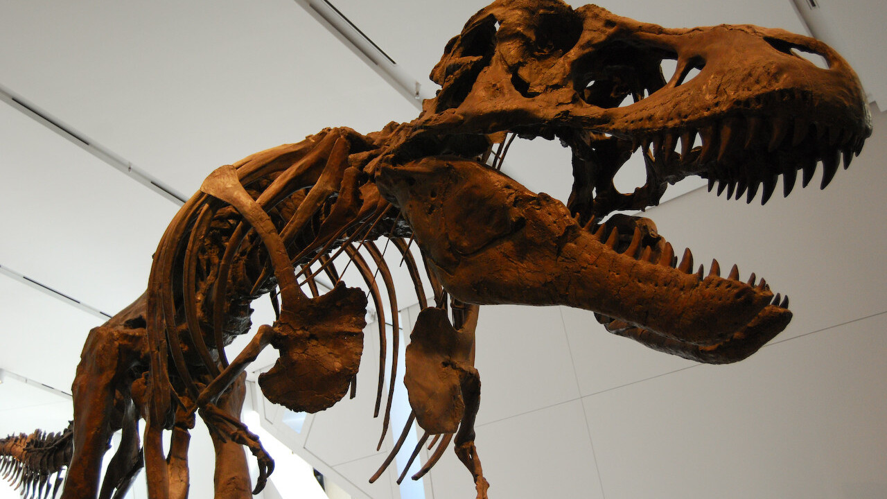 The T. Rex probably couldn’t run, according to this AI-driven model