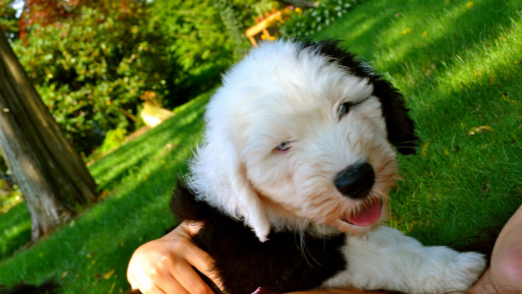 Tumblr Tuesday: The Fluffington Post is less news, more puppies!