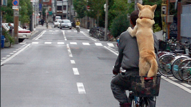 The chillest bike riding dog ever? Only in China…