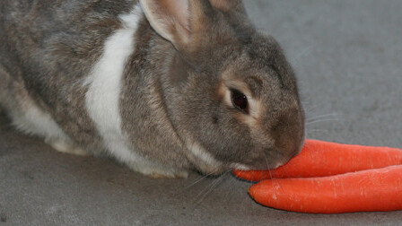 Here comes the future: Augmented reality contact lenses have been tested on rabbits