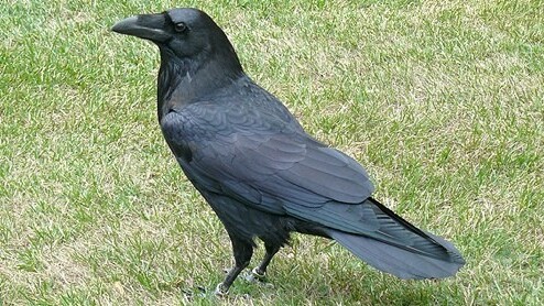 Mac web browser Raven is flying, with 100,000 in-app installs in 3 weeks