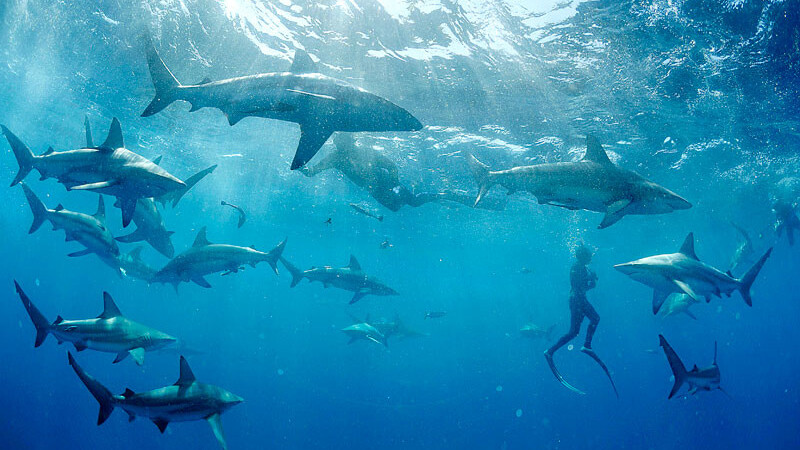 Google Offers is now live in Brooklyn: Starting with $4 for SHARKS!