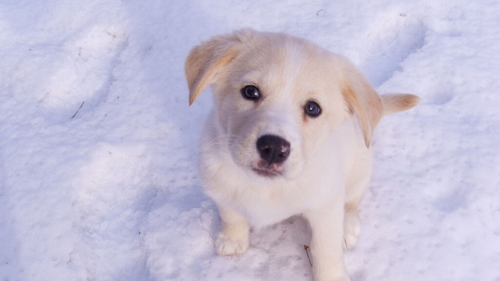 Don’t ask questions, just watch this dog walk down the stairs [video]