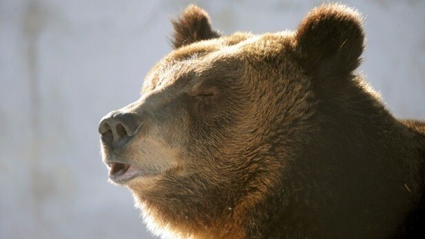 Swedish brown bear cubs’ birth to be live-streamed to the world