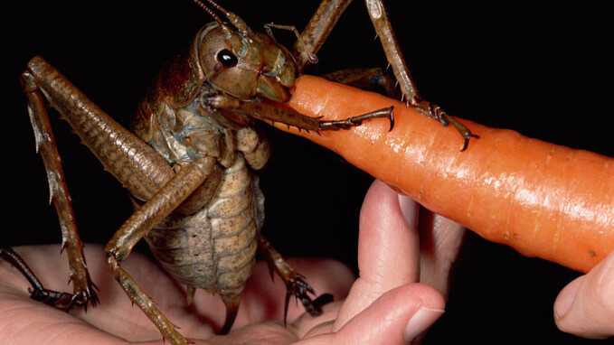 Meet the record-setting bug with a 7-inch wingspan