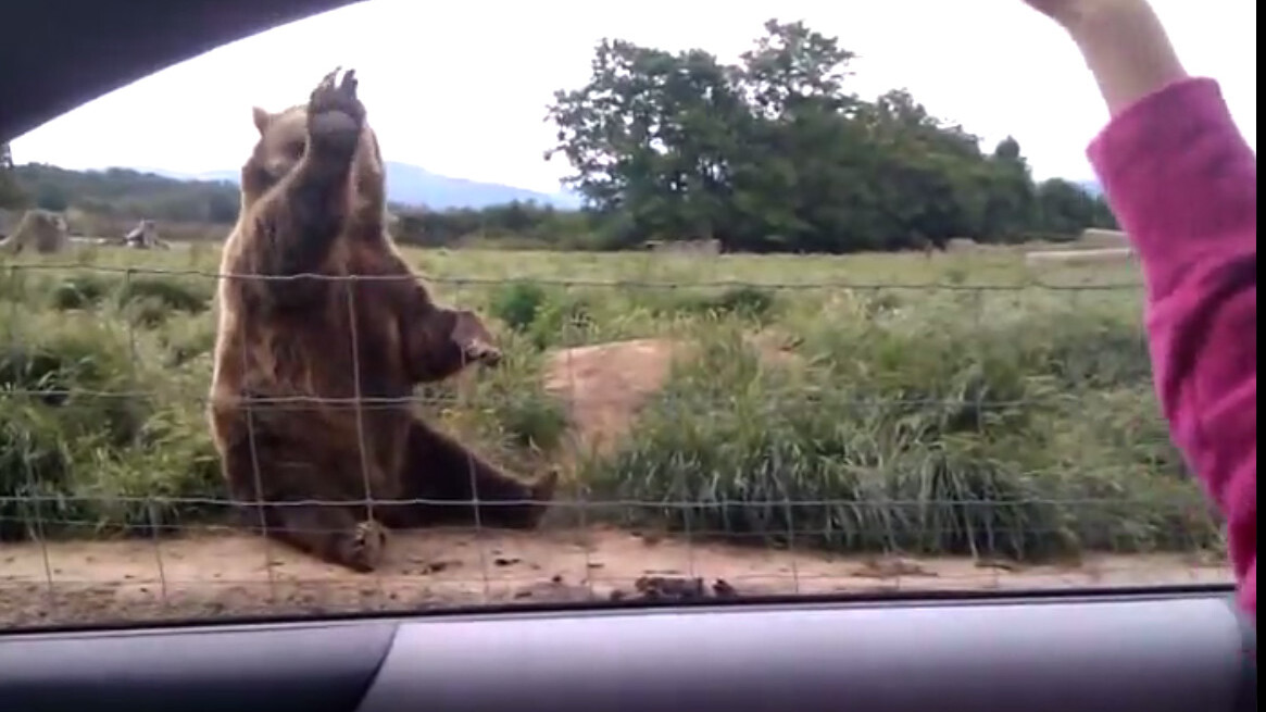 Just a bear, waving hello. No big deal.