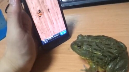 Here’s why you don’t taunt your Pacman frog with your smartphone