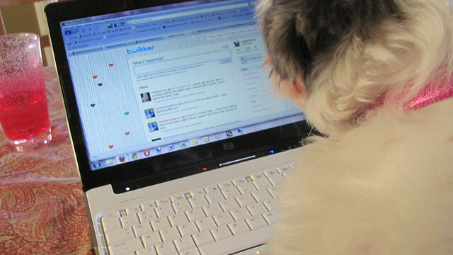 Study reveals that 14% of you have set up a Facebook profile for your dog