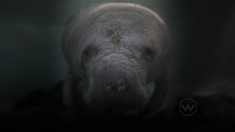 This will be the best 1 minute and 58 seconds of your day