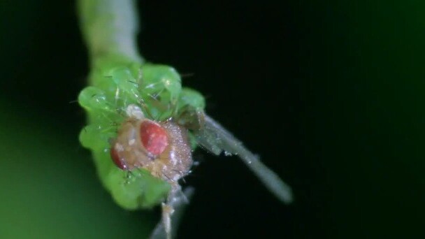 Plants are for wussies: Watch this carnivorous caterpillar attack live meat with its fangs