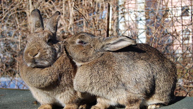 The new TaskRabbit API could turn to-do list apps into outsourcing ones