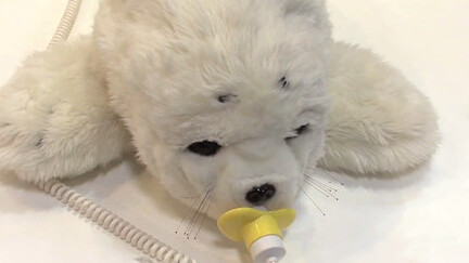 Fluffy robotic seals are helping to ease the pain of tsunami survivors in Japan