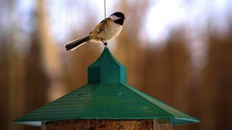 Rumblefish CEO explains why a YouTube video with chirping birds was hit with a copyright claim