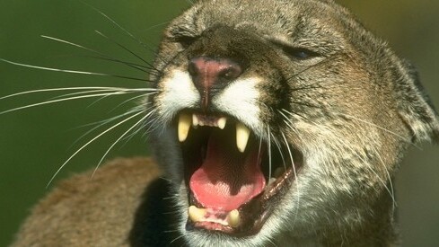 Apple’s strange PR move: No on-stage debut for OS X Mountain Lion