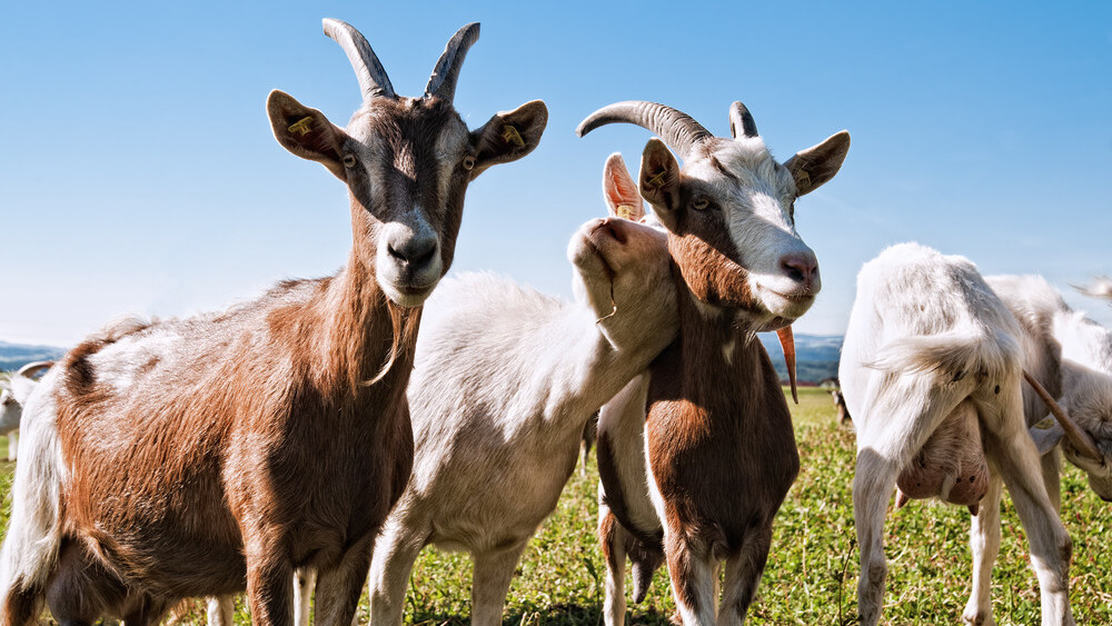 Shelby.tv gears up for SXSW with its “PROJECT G.O.A.T.S.” celebrity interview series