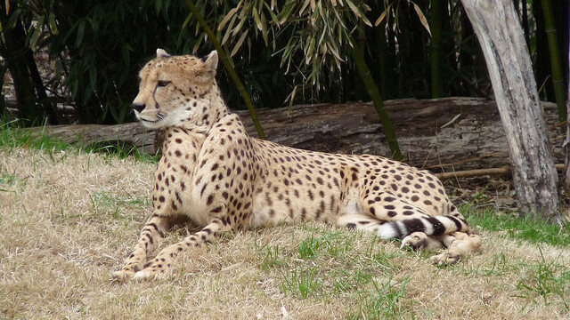 This creepy robotic cheetah sets new land speed record for robots with legs [video]