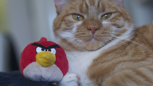 Rovio: Forget what we said yesterday, we ARE bringing Angry Birds Space to Windows Phone