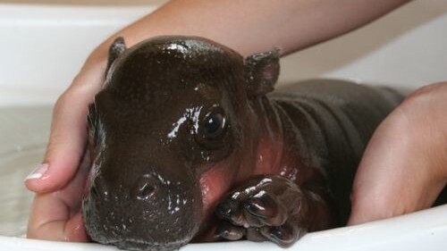 Stop the presses! Here’s a baby pygmy hippo