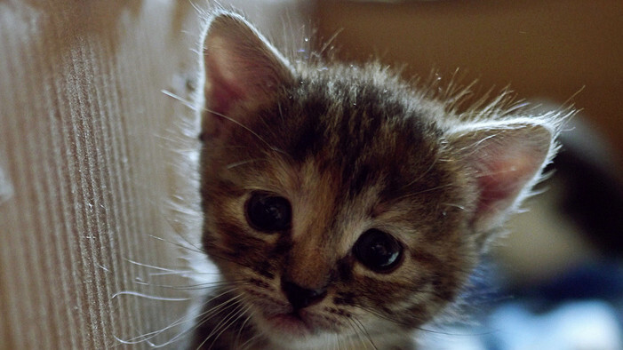 This jQuery plugin allows you to turn any HTML element into a kitten