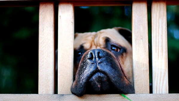 Donate Your Facebook cover photo & timeline to save a homeless pet