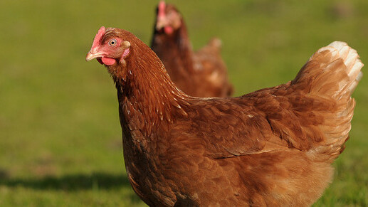 Well that’s solved then. Chicken born without an egg in Sri Lanka