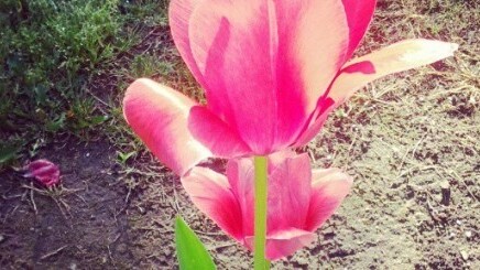 Instagram for Android updated to allow install on SD cards, tablets and WiFi only handsets