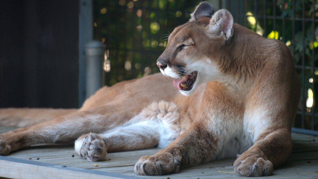 Apple pushes iCloud to MobileMe users, offers free Snow Leopard DVD to enable Lion upgrade