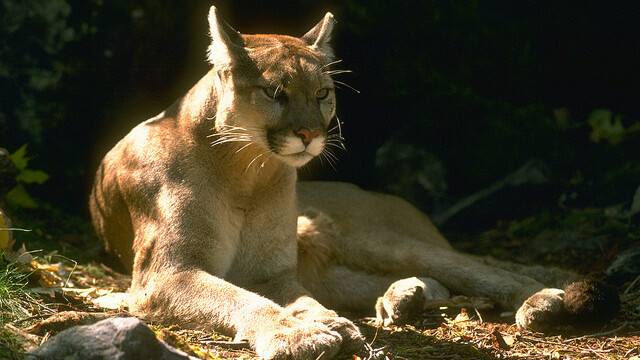 Apple releases an update for OS X Mountain Lion Developer Preview 3