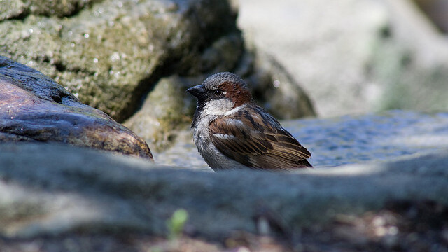 Sparrow for iPhone updated to support POP email accounts