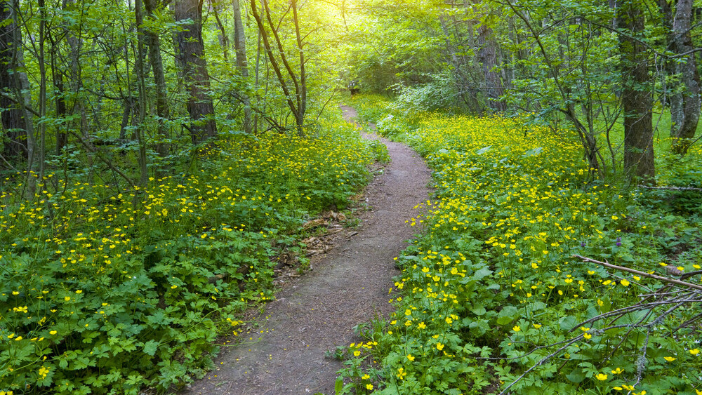 Path 2.5 brings book/movie sharing, enhanced videos and photos and a Facebook-like ‘nudge’