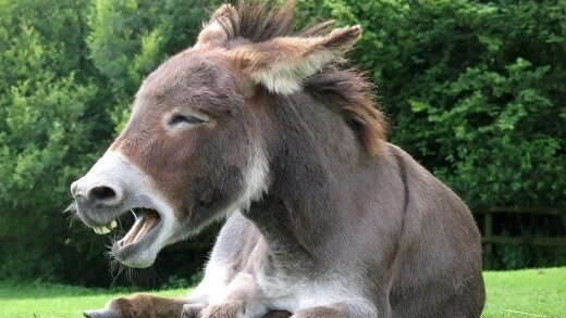 Funding for fun: Humor website 9GAG raises $2.8 million, releases an iOS app