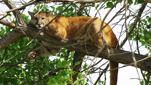 Apple gives developers the final beta version of OS X Mountain Lion before its official release