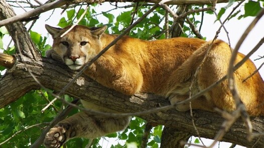 Downloads of Apple’s OS X Mountain Lion hit 3 million in 4 days