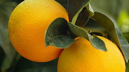 Freshdesk announces its HTML5 app for customer support agents on mobile devices