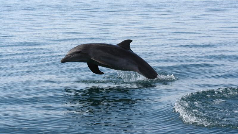 Dolphin reaches 50m users, launches new Jetpack addon to supercharge its Android browser