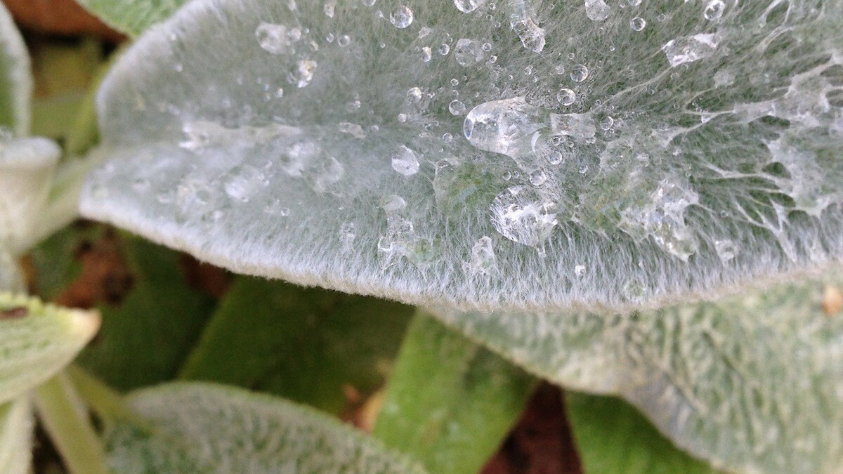 Camera+ becomes one of the first third-party apps to support the iPhone 5’s low-light boost mode