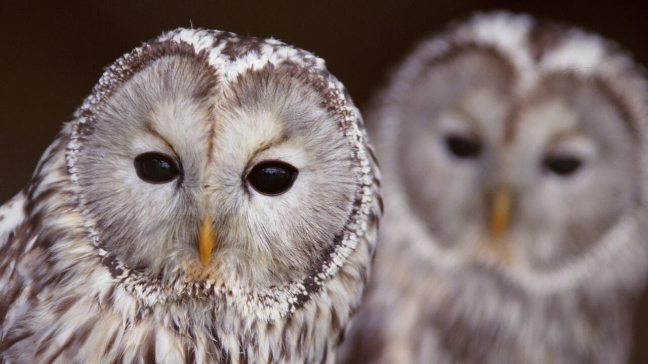 HootSuite adds Reddit, StumbleUpon and more to its ever-growing App Directory