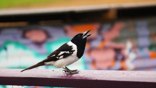 Twitter S T Co Is Down All The Service S Shortened Links Are Dead Twitter S T Co Is Down All The Service S Shortened Links Are Dead