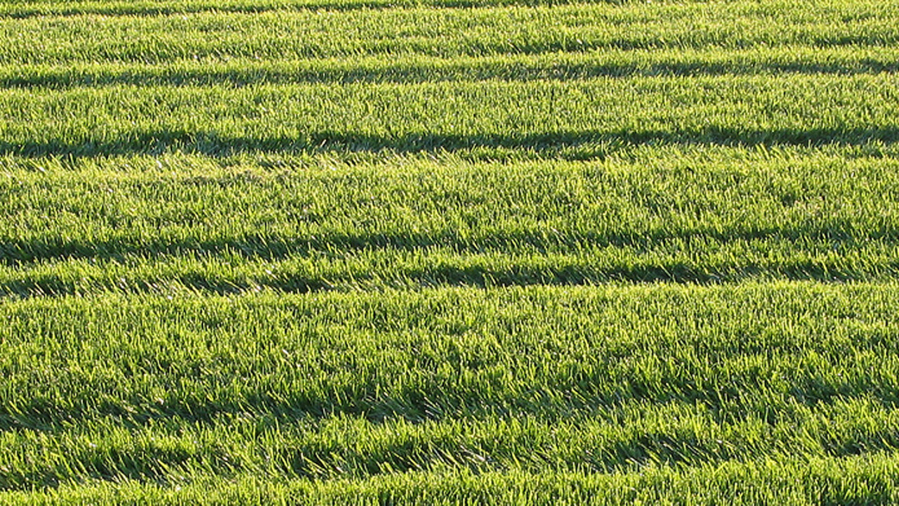 Honda is set to invade UK gardens with the Miimo robot lawn mower